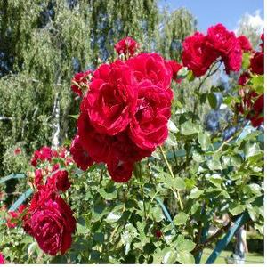 로즈 앱솔루트 (Rose absolute) 5ml