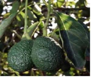 아보카도(Avocado oil)- 정제