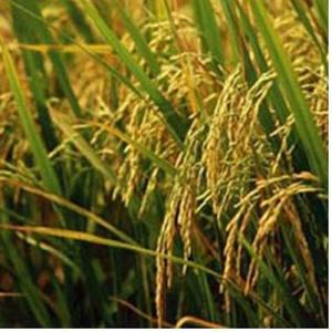 미강유 (Rice bran oil)