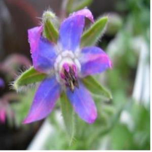 보리지 오일 (Borage oil) - 정제