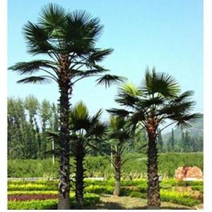 팜 오일 (Palm oil)