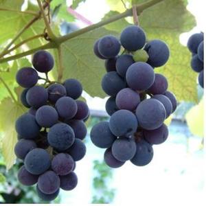포도씨 오일 (Grapeseed oil) - 정제 1L