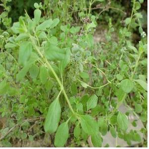마조람(Marjoram) 10ml